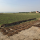 Cow dung chips drying in a field.